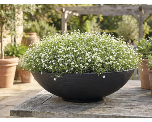 Okrúhly čierny kvetináč s drobnými bielymi kvetmi na rustikálnom drevenom stole v záhrade.