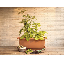 Obdĺžnikový hrantík v terakotovej farbe s rastlinami rajčiakov a zeleniny na drevenom stole pred tehlovou stenou.