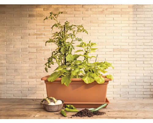 Obdĺžnikový hrantík v terakotovej farbe s rastlinami rajčiakov a zeleniny na drevenom stole pred tehlovou stenou.