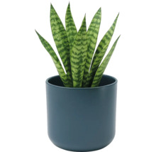 Sansevieria svokrin jazyk v okrúhlom tmavomodrom keramickom kvetináči. Izbová rastlina so vzpriamenými vzorovanými listami.