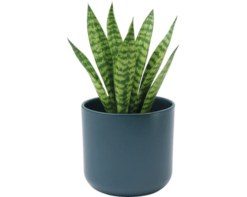 Sansevieria svokrin jazyk v okrúhlom tmavomodrom keramickom kvetináči. Izbová rastlina so vzpriamenými vzorovanými listami.