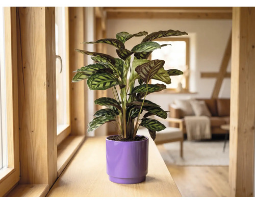 Izbová rastlina Calathea vo fialovom kvetináči na drevenom okennom parapete v svetlej, moderne zariadenej obývačke.