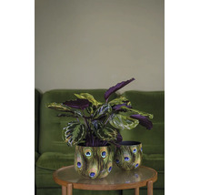 Izbová rastlina Calathea v kvetináči so vzorom pavích pier na stolíku vedľa druhého ladiaceho kvetináča.