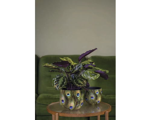 Izbová rastlina Calathea v kvetináči so vzorom pavích pier na stolíku vedľa druhého ladiaceho kvetináča.