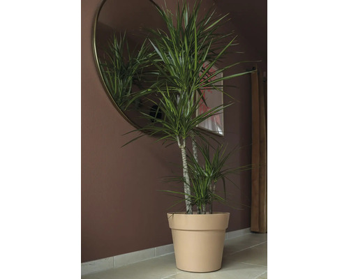 Izbová rastlina Dračinec Dracaena v kvetináči v moderne zariadenej časti miestnosti s okrúhlym nástenným zrkadlom.