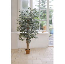 Umelý Ficus benjamina s panašovanými listami v hnedom kvetináči, umiestnený vo svetlej miestnosti pred oknom.