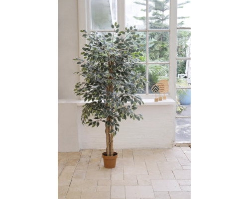 Umelý Ficus benjamina s panašovanými listami v hnedom kvetináči, umiestnený vo svetlej miestnosti pred oknom.