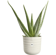 Rastlina Aloe Vera v svetlom, vrúbkovanom kvetináči s logom elho.