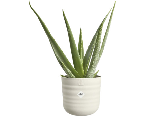 Rastlina Aloe Vera v svetlom, vrúbkovanom kvetináči s logom elho.