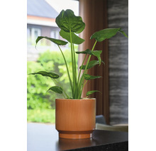 Obal na kvetináč Salamanca Ø 17 x 15 cm terakota