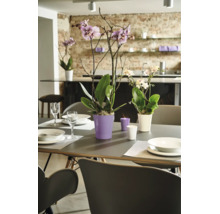 Jedálenský stôl zdobený orchideami v kvetináčoch a sviečkami pred otvorenou kuchyňou s tehlovou stenou.