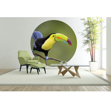 Fototapeta vliesová Tukan 142,5 cm