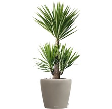 Yucca izbová rastlina v kvetináči