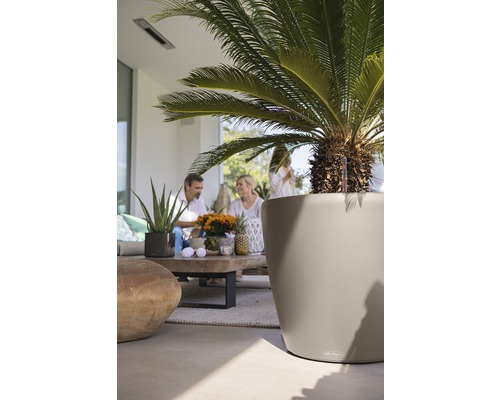 Scéna s okrasnou palmou v kvetináči vonku a skupinou ľudí v pozadí