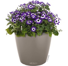 Kvetinové aranžmán s fialovými kvetmi v sivom kvetináči