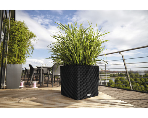 Rastlina v hranatom prútenom kvetináči na drevenej terase