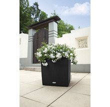 Čierny kvetináč s bielymi kvetmi v záhrade