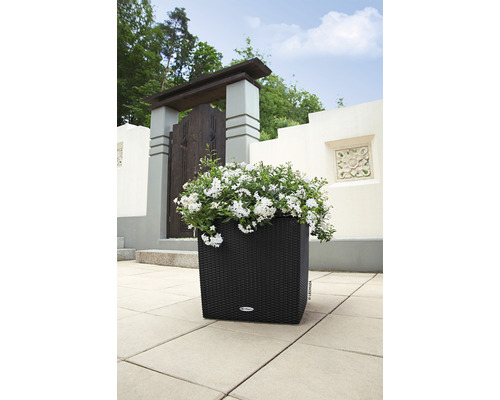 Čierny kvetináč s bielymi kvetmi v záhrade