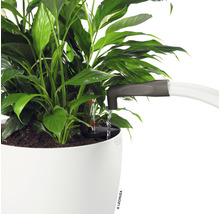 Izbová rastlina so zavlažovacím systémom v kvetináči