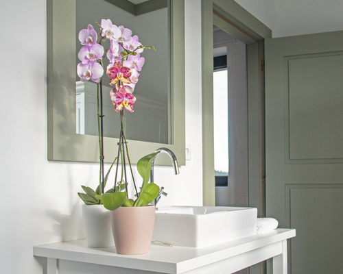 Kúpeľňa s umývadlom, zrkadlom a orchideami v kvetináčoch
