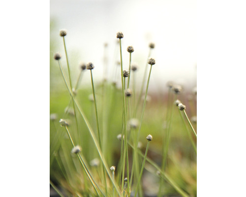 Detail trsnatého porastu v záhrade