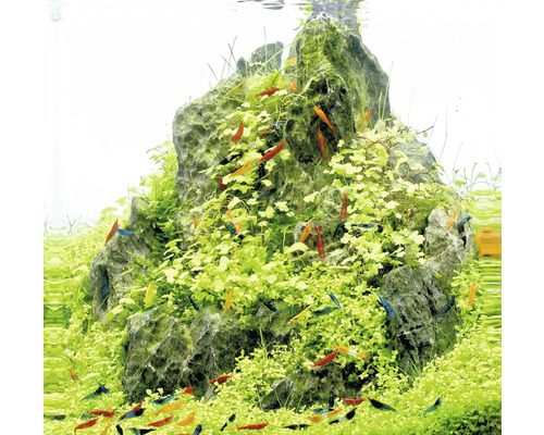 Akvárium s kamennou štruktúrou, vodnými rastlinami a okrasnými krevetami