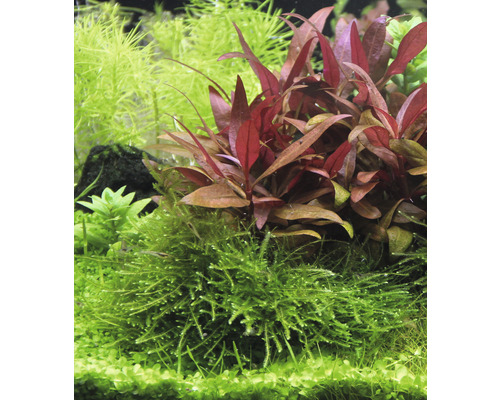 Akvarijné rastliny so zelenými a červenkastými listami