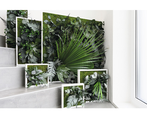 Dekoratívne machové obrazy s rôznymi rastlinami v bielych rámoch na schodisku