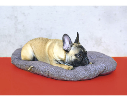 Francúzsky buldoček leží na psej posteli