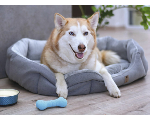 Husky leží v pelechu pre psov s kosťou a miskou na jedlo