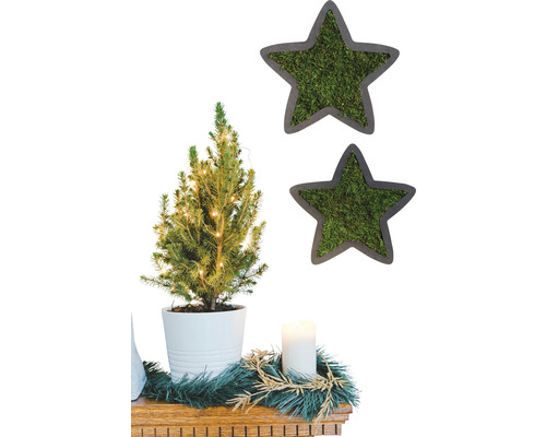 Dekoratívne aranžmán s malým vianočným stromčekom, sviečkou a machovými hviezdami