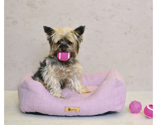 Yorkshirský teriér s hračkou v papuli sedí v lila psej posteli