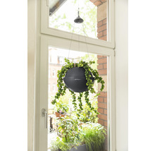 Závesná rastlina v kvetináči pri okne