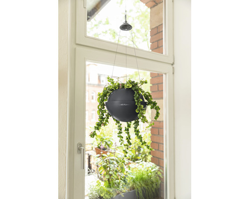 Závesná rastlina v kvetináči pri okne