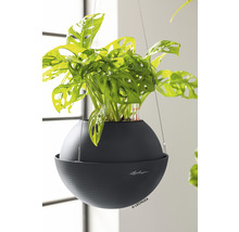 Závesná rastlina v okrúhlom, tmavom kvetináči so zavlažovacím systémom značky Lechuza