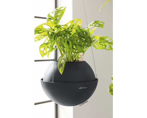 Závesná rastlina v okrúhlom, tmavom kvetináči so zavlažovacím systémom značky Lechuza