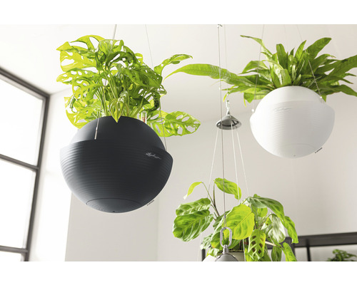 Zavesené izbové rastliny v okrúhlych kvetináčoch s logom Lechuza.