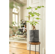 Ženšenový figovník v kvetináči na odkladacom stolíku vo svetlej miestnosti