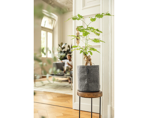 Ženšenový figovník v kvetináči na odkladacom stolíku vo svetlej miestnosti