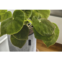 Begónia v šedom látkovom kvetináči