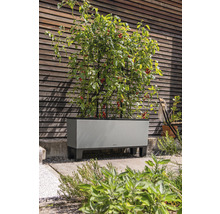 Vyvýšený záhon s rastlinami paradajok a oporou pre popínavé rastliny pred drevenou stenou