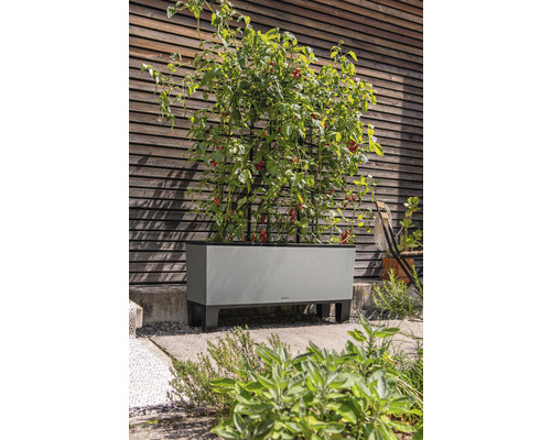 Vyvýšený záhon s rastlinami paradajok a oporou pre popínavé rastliny pred drevenou stenou