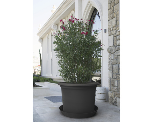 Veľký kvetináč s podšálkou a rastlinou pred budovou