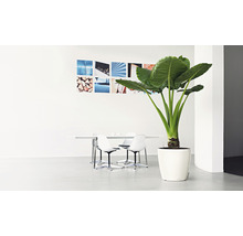 Svetlé, moderné kancelárske zariadenie s izbovou rastlinou v kvetináči, stolom, stoličkami a nástennými maľbami