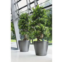 Dva zelené bonsaje v sivých kvetináčoch stoja na svetlej podlahe.