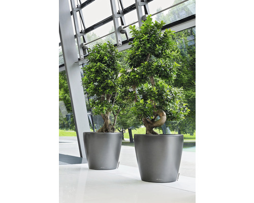 Dva zelené bonsaje v sivých kvetináčoch stoja na svetlej podlahe.