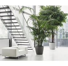 Svetlý interiér so schodiskom, kreslom a dvoma izbovými rastlinami v kvetináčoch.