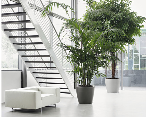 Svetlý interiér so schodiskom, kreslom a dvoma izbovými rastlinami v kvetináčoch.