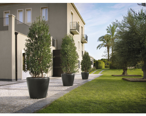 Vonkajší záber so štyrmi olivovníkmi v kvetináčoch pred budovou s trávnikom.