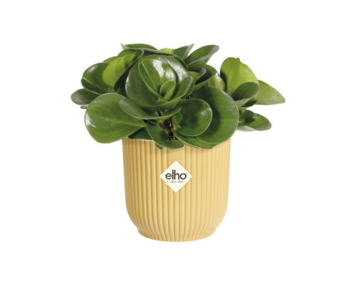Izbová rastlina Peperomia obtusifolia v kvetináči